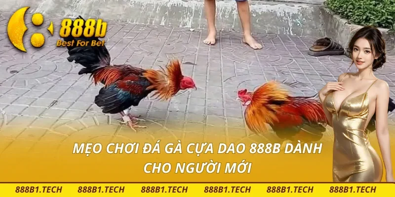Mẹo chơi đá gà cựa dao