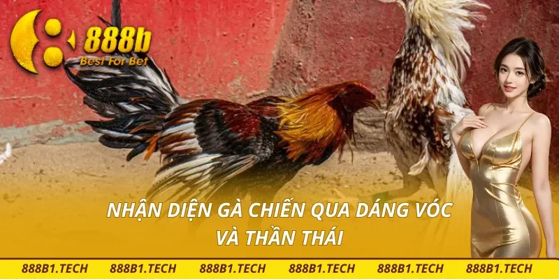 Tìm gà chiến qua dáng vóc và thần thái