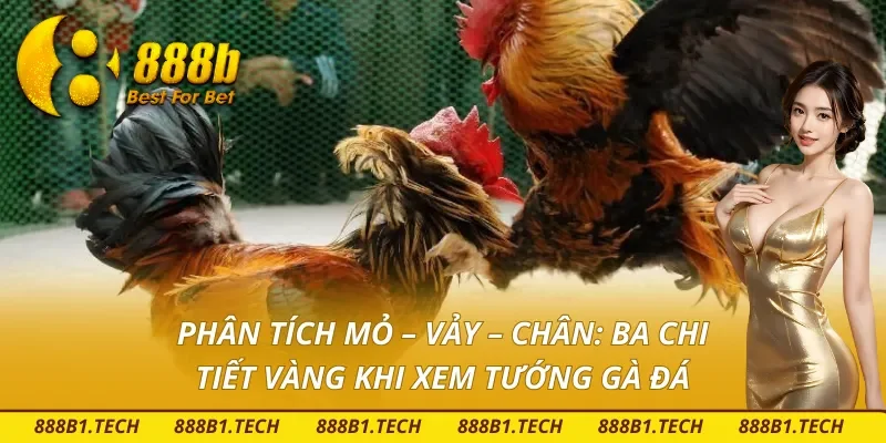 Phân tích mỏ, vảy, chân của gà chiến