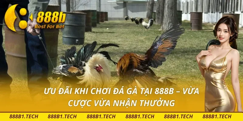 Ưu đãi khi chơi đá gà trên 888B
